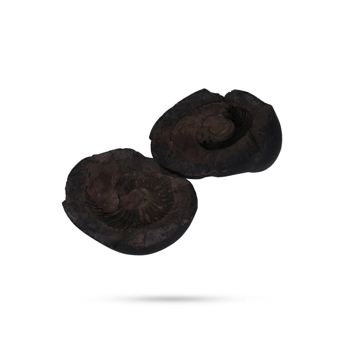 Shaligram Murti | Stone Deity / Shaligram Idol / Saligram Murti for Pooja - Saligrama Stones & Murties