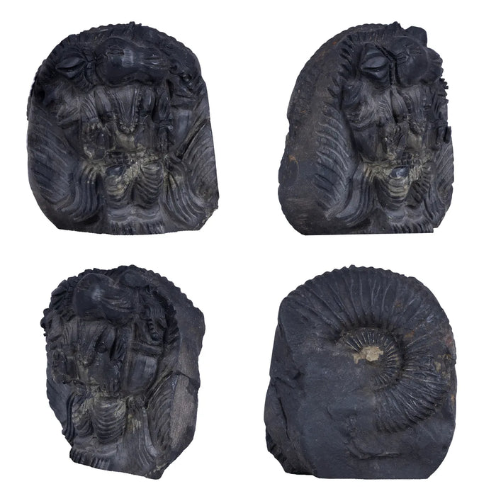 Shaligram Murti - 3.5 x 3 Inches | Shaligram God Idol | God Statue | Shaligram Stone - Saligrama Stones & Murties
