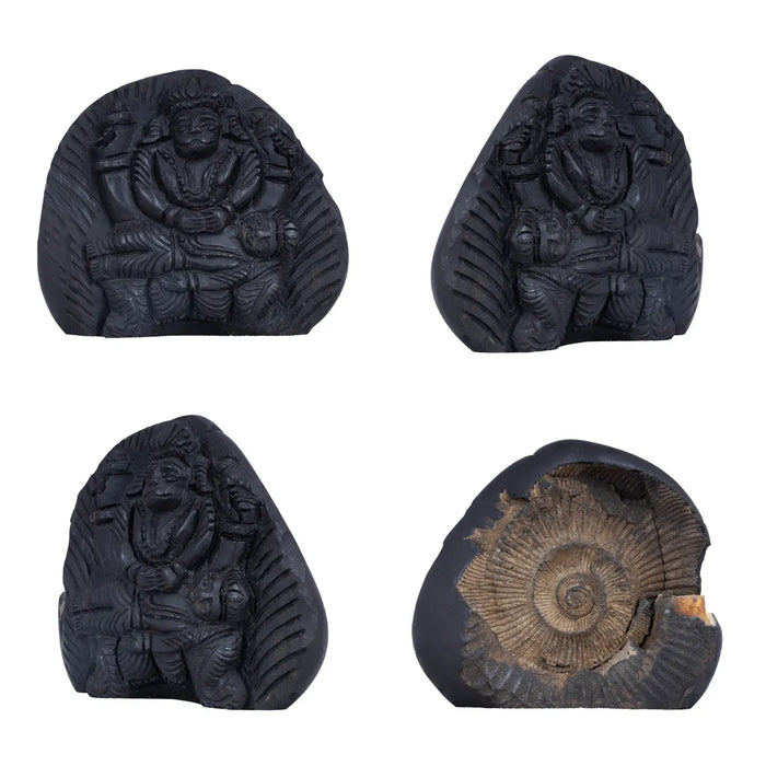 Shaligram Murti - 3.5 x 3 Inches | Shaligram God Idol | God Statue | Shaligram Stone - Saligrama Stones & Murties