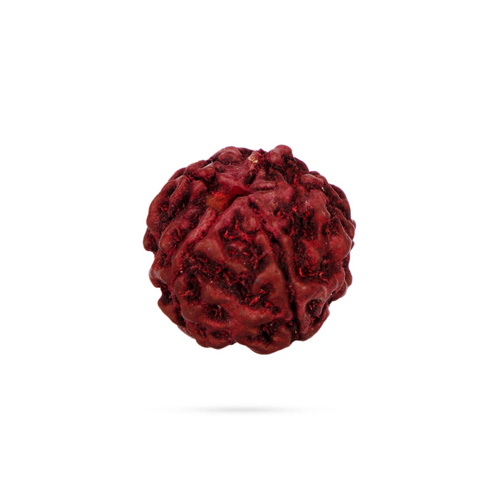 6 Face Rudraksha Bead - 0.5 x 0.3 Inch | Nepali Six Mukhi Rudraksh Bead for Men & Women - Rudraksha Mala, Pendant, Bracelet