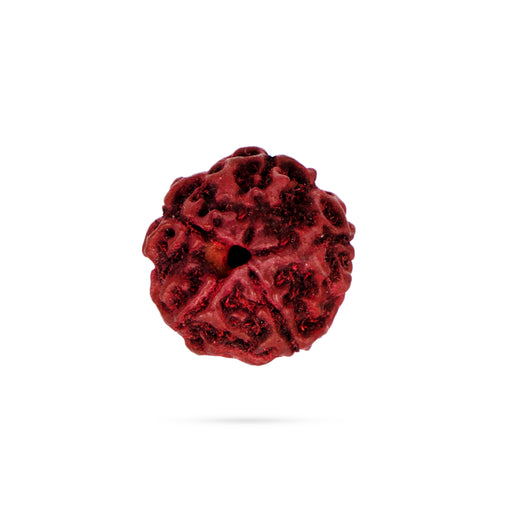 6 Face Rudraksha Bead - 0.5 x 0.3 Inch | Nepali Six Mukhi Rudraksh Bead for Men & Women - Rudraksha Mala, Pendant, Bracelet