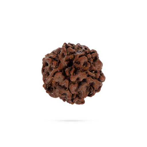 6 Face Rudraksha Bead - 0.5 x 0.3 Inch | Nepali Six Mukhi Rudraksh Bead for Men & Women - Rudraksha Mala, Pendant, Bracelet