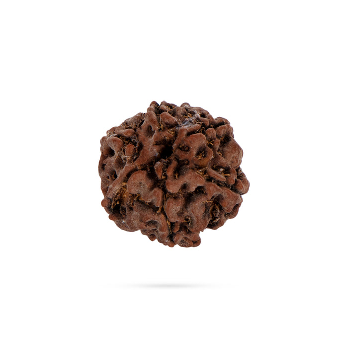 6 Face Rudraksha Bead - 0.5 x 0.3 Inch | Nepali Six Mukhi Rudraksh Bead for Men & Women - Rudraksha Mala, Pendant, Bracelet