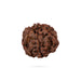 6 Face Rudraksha Bead - 0.5 x 0.3 Inch | Nepali Six Mukhi Rudraksh Bead for Men & Women - Rudraksha Mala, Pendant, Bracelet