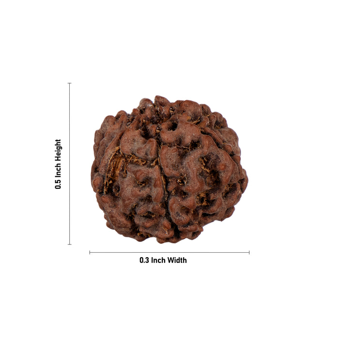 6 Face Rudraksha Bead - 0.5 x 0.3 Inch | Nepali Six Mukhi Rudraksh Bead for Men & Women - Rudraksha Mala, Pendant, Bracelet