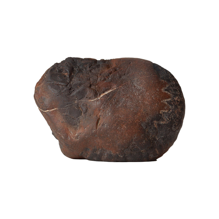 Shaligram Murti - 4 x 5.5 Inches | Shaligram God Idol / God Statue / Shaligram Statue - Saligrama Stones & Murties