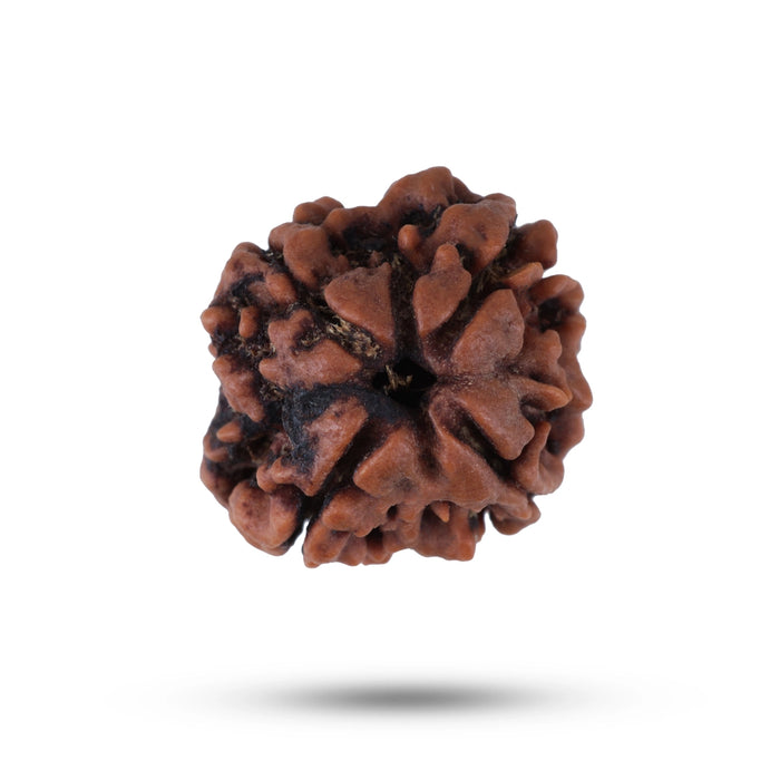 Giri - Nepal Rudraksha | Original Rudraksha | Ruthratcham