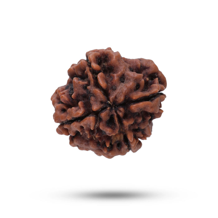 Giri - Nepal Rudraksha | Original Rudraksha | Ruthratcham