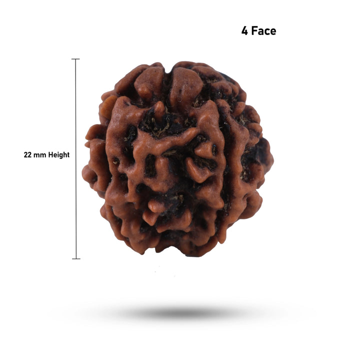Giri - Nepal Rudraksha | Original Rudraksha | Ruthratcham