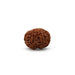 6 Face Rudraksha Bead | 22 mm/ Nepal Rudraksh Bead/ Ruthracham Beadsfor Men & Women - Rudraksha Mala, Pendant, Bracelet