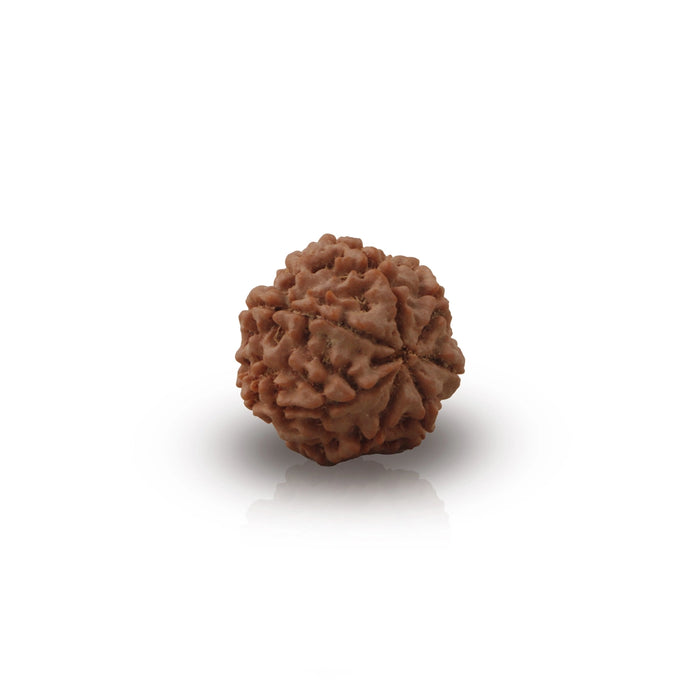 Rudraksha Beads  - 7 Face | Rudraksh Beads/ 22 mm/ Nepali Rudraksha Beads for Men & Women - Rudraksha Mala, Pendant, Bracelet