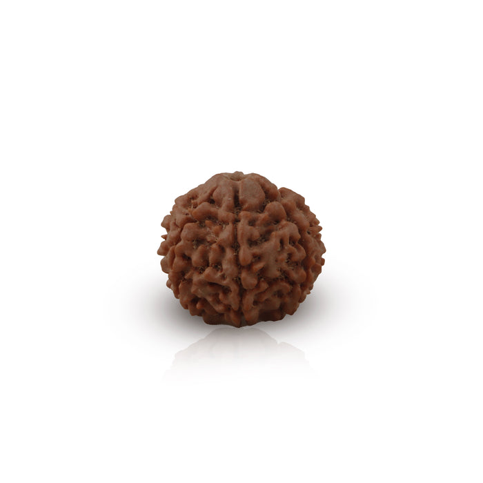 Rudraksha Beads  - 7 Face | Rudraksh Beads/ 22 mm/ Nepali Rudraksha Beads for Men & Women