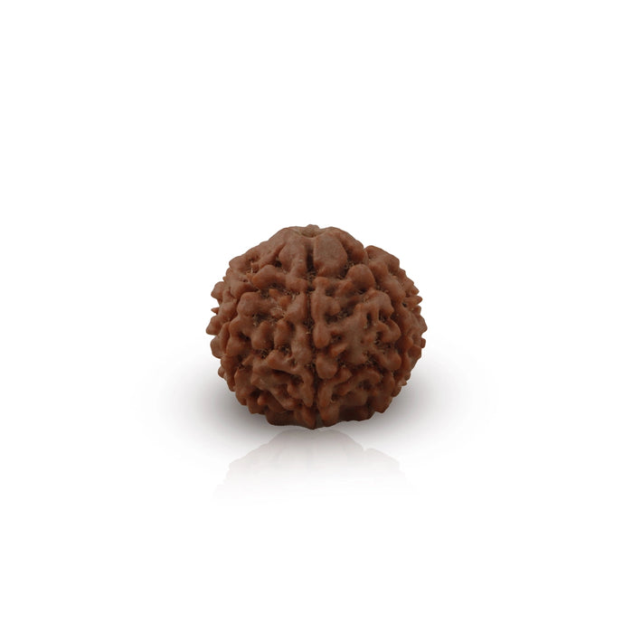 Rudraksha Beads  - 7 Face | Rudraksh Beads/ 22 mm/ Nepali Rudraksha Beads for Men & Women - Rudraksha Mala, Pendant, Bracelet