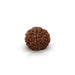 Rudraksha Beads  - 7 Face | Rudraksh Beads/ 22 mm/ Nepali Rudraksha Beads for Men & Women - Rudraksha Mala, Pendant, Bracelet