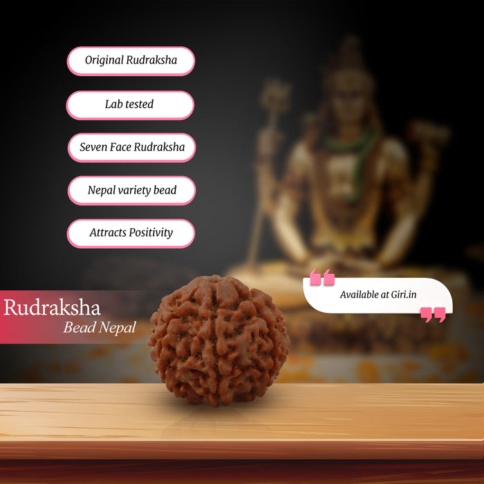 Rudraksha Beads  - 7 Face | Rudraksh Beads/ 22 mm/ Nepali Rudraksha Beads for Men & Women