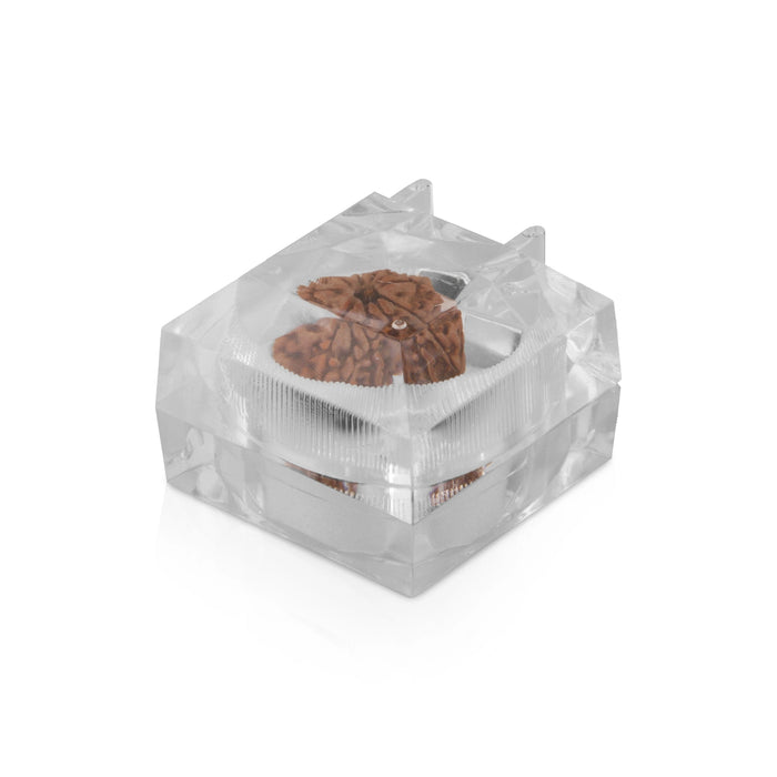 Rudraksha Beads  - 9 Face | Rudraksh Beads/ 22 mm/ Nepali Rudraksha Beads for Men & Women - Rudraksha Mala, Pendant, Bracelet