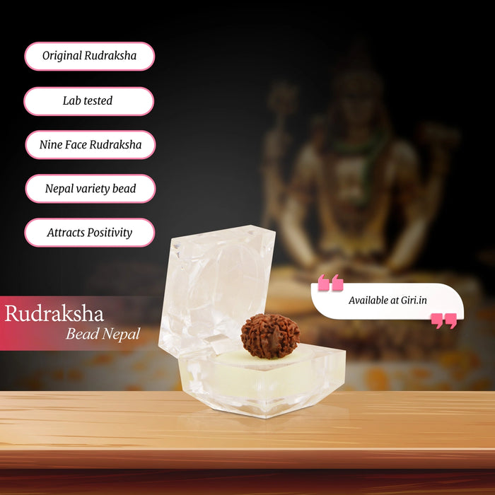 Rudraksha Beads  - 9 Face | Rudraksh Beads/ 22 mm/ Nepali Rudraksha Beads for Men & Women - Rudraksha Mala, Pendant, Bracelet