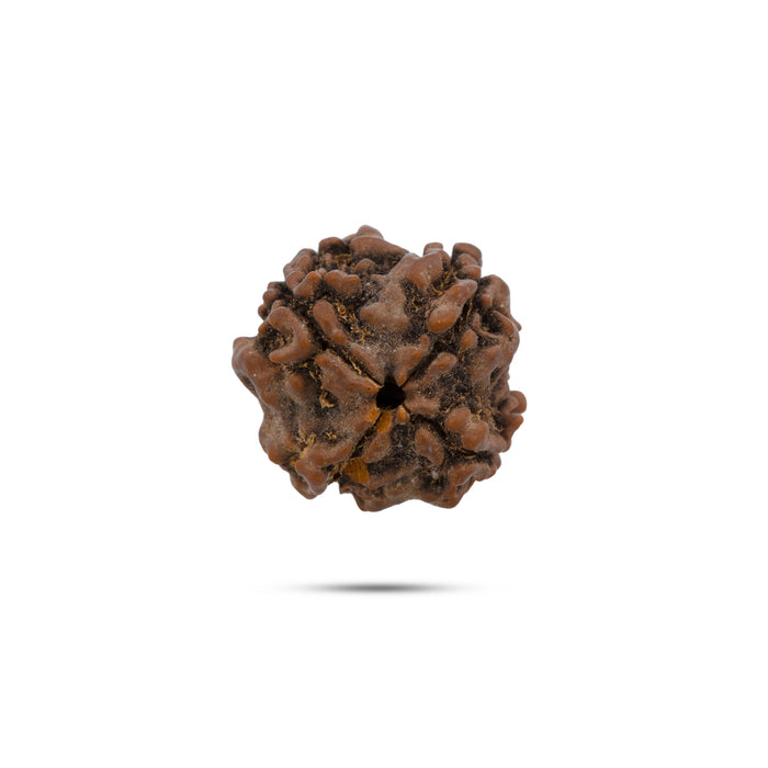 Giri - 4 Face Rudraksha | Original Ruthratcham | 4 Mukhi Rudraksha