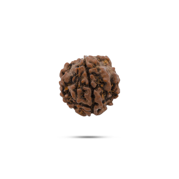 Giri - 4 Face Rudraksha | Original Ruthratcham | 4 Mukhi Rudraksha