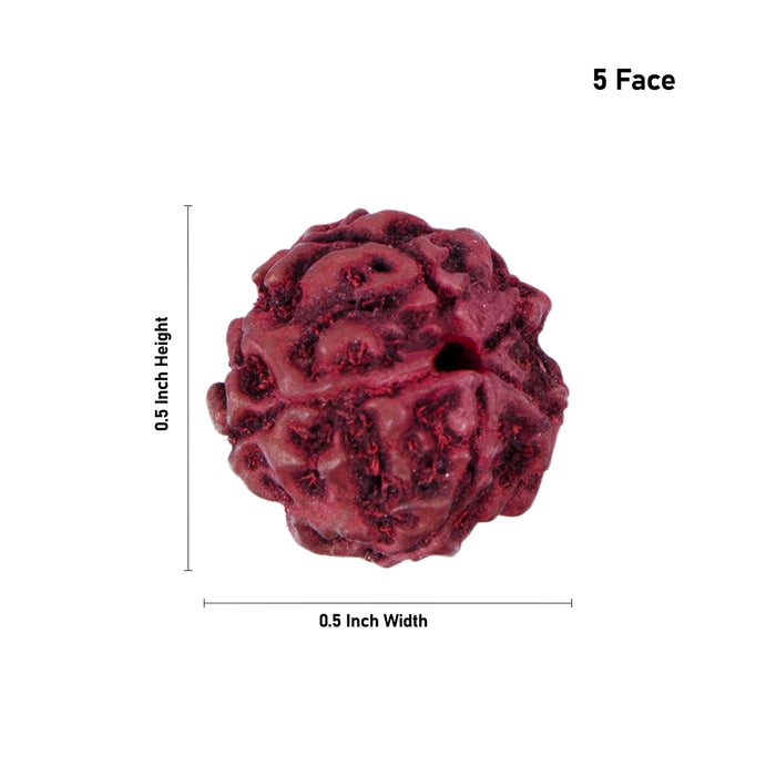 5 Face Rudraksha Beads | 5 Mukhi Rudraksh Beads/ Five Mukhi Ruthracham Beads for Men & Women - Rudraksha Mala, Pendant, Bracelet