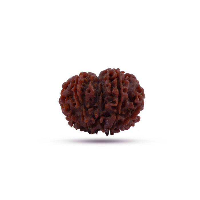 Giri - Original Rudraksha | Ruthratcham | Rudraksham