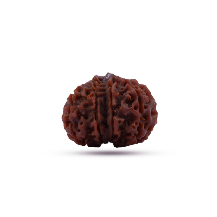 Giri - Original Rudraksha | Ruthratcham | Rudraksham