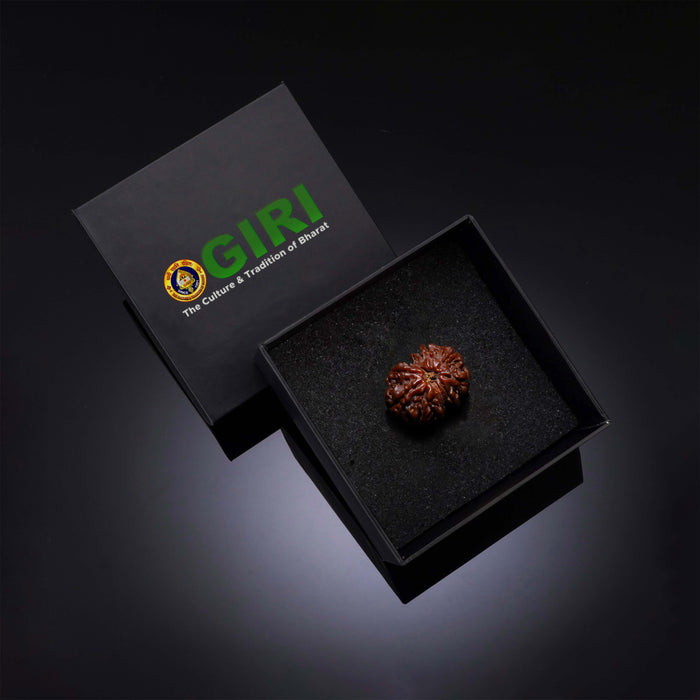 Giri - Original Rudraksha | Ruthratcham | Rudraksham