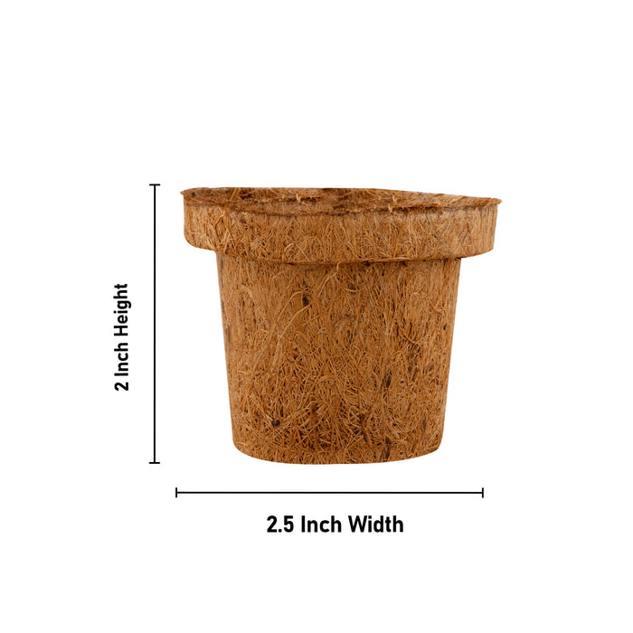 Coco Seedling Cup - 2 Inches | 10 Pcs Set/ Coir Pot/ Coco Pot/ Coir Plant Pot