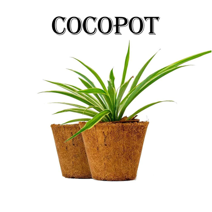 Coco Pot | 2 Pcs/ Coir Pot/ Coir Plant Pot