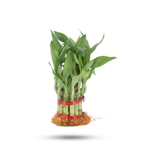 Lucky Plant - 9 Inches | Lucky Bamboo Plant/ Indoor Bamboo Plant without Bowl for Home Decor - Gardening