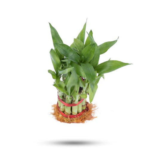 Lucky Plant - 9 Inches | Lucky Bamboo Plant/ Indoor Bamboo Plant without Bowl for Home Decor - Gardening