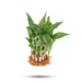 Lucky Plant - 9 Inches | Lucky Bamboo Plant/ Indoor Bamboo Plant without Bowl for Home Decor - Gardening