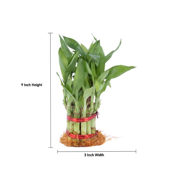 Lucky Plant - 9 Inches | Lucky Bamboo Plant/ Indoor Bamboo Plant without Bowl for Home Decor - Gardening