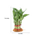 Lucky Plant - 9 Inches | Lucky Bamboo Plant/ Indoor Bamboo Plant without Bowl for Home Decor - Gardening