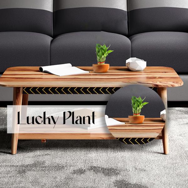 Lucky Plant - 9 Inches | Lucky Bamboo Plant/ Indoor Bamboo Plant without Bowl for Home Decor - Gardening