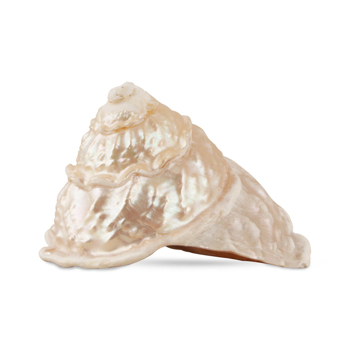 Moti Shank - 2 x 3 Inches | Moti Shankh/ Pearl Conch/ White Conch Pearl for Pooja