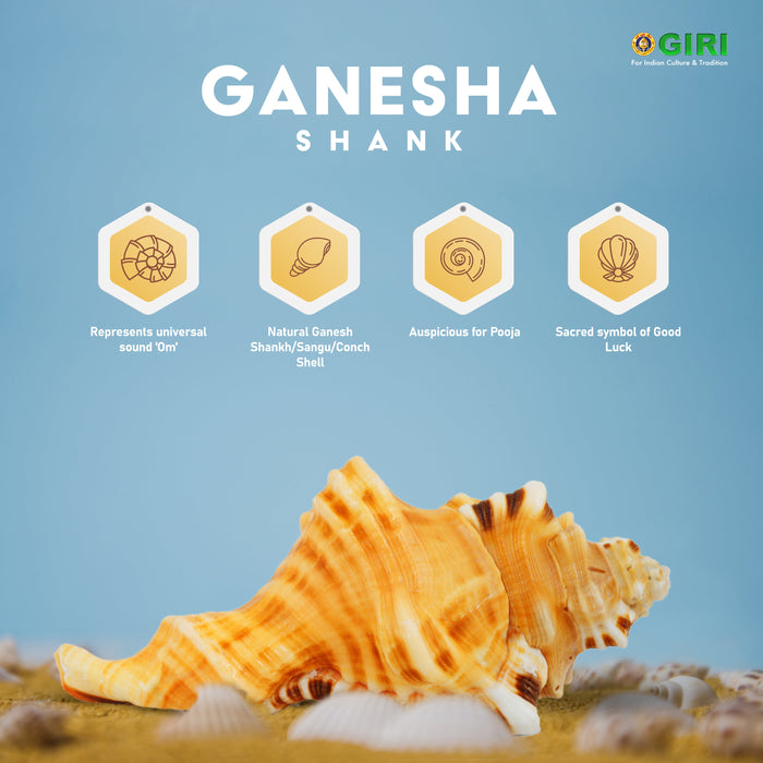 Ganesh Shankh | Ganesh Mukhi Shankh/ Ganesh Sangu for Pooja