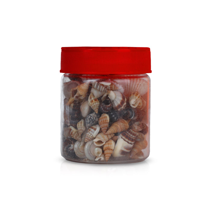 Shankh Shell | Vasthu Purpose Shank/ Sea Shells for Jewellery Making and Craft Decor