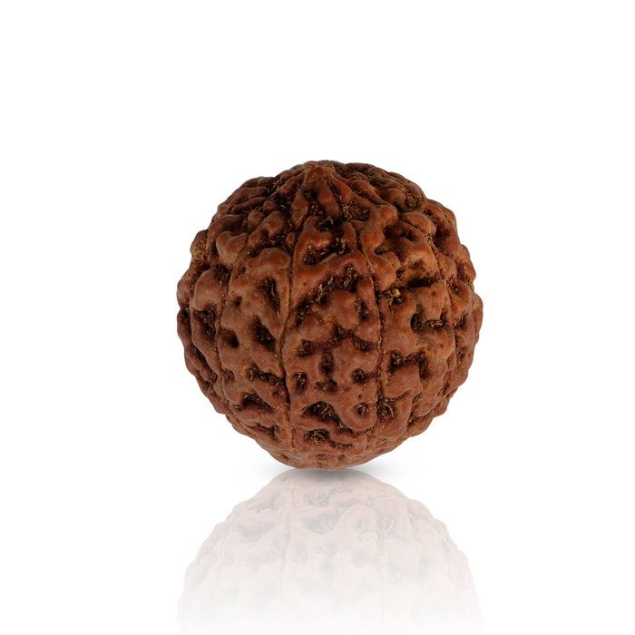 Rudraksh Bead | Rudraksha Bead/ 35 mm to 40 mm/ Ruthracham Bead for Men and Women - Rudraksha Mala, Pendant, Bracelet
