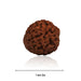 Rudraksh Bead | Rudraksha Bead/ 35 mm to 40 mm/ Ruthracham Bead for Men and Women - Rudraksha Mala, Pendant, Bracelet