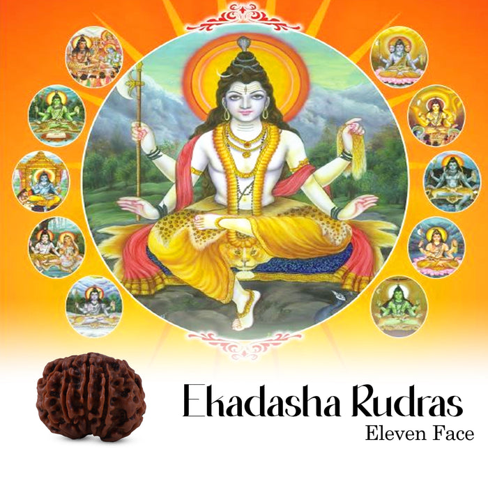 Rudraksha Beads | Rudraksh Beads/ Nepali Rudraksha Beads for Men & Women