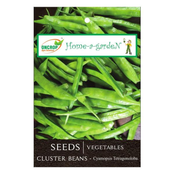 Cluster Beans Gardening | Vegetables | Cyamopsis Tetragonoloba | Guar